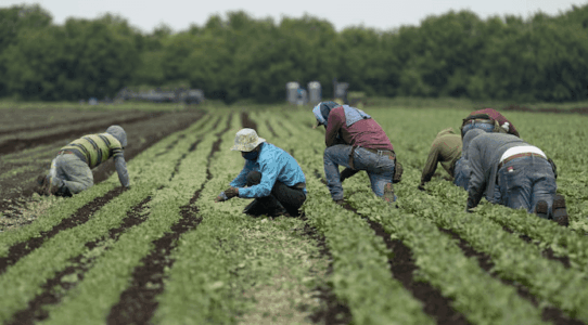 Togo- ITRA : 40 % des places réservées aux femmes dans la nouvelle formation agricole lancée