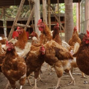 Togo/ Quand les financements publics renforcent la production animale